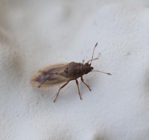 Réf. 226 772 : Cymus glandicolor